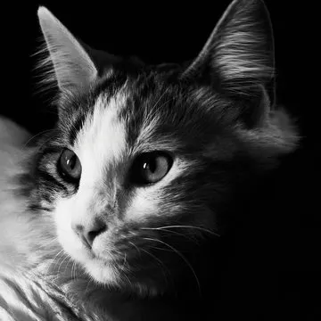 内容编辑团队代表